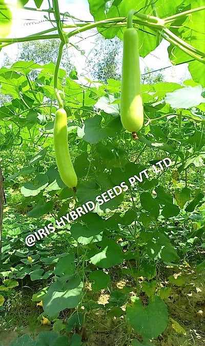 IRIS HYBRID VEGETABLE SEEDS F1 HYBRID BOTTLE GOURD HAZARI-04