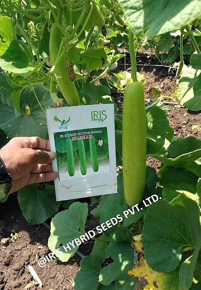 IRIS HYBRID VEGETABLE SEEDS F1 HYBRID BOTTLE GOURD JHANKAR