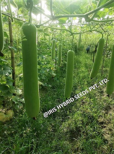 IRIS HYBRID VEGETABLE SEEDS F1 HYBRID BOTTLE GOURD JHANKAR