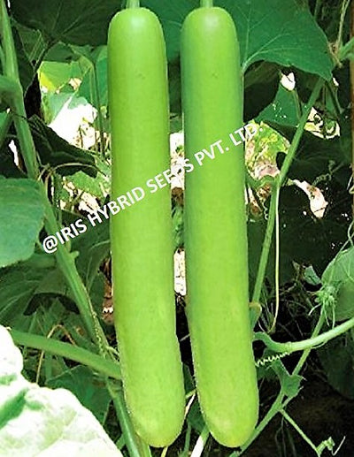 IRIS HYBRID VEGETABLE SEEDS F1 HYBRID BOTTLE GOURD JHANKAR