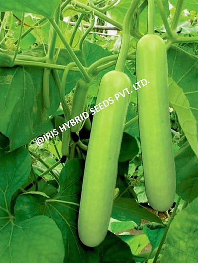 IRIS HYBRID VEGETABLE SEEDS F1 HYBRID BOTTLE GOURD JHANKAR