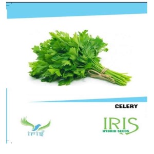 IRIS HYBRID VEGETABLE SEEDS CELERY