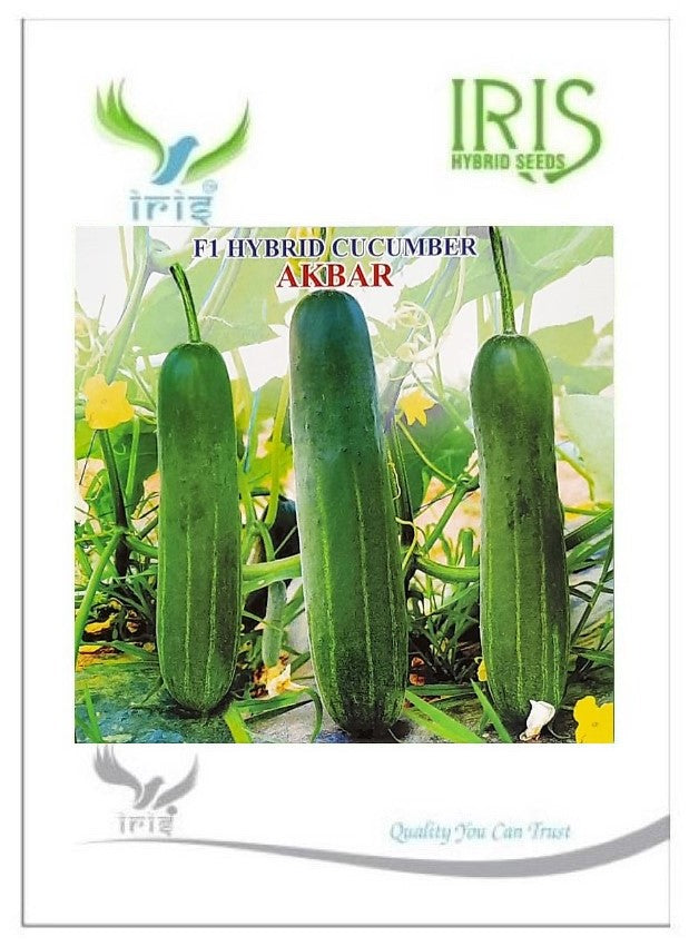 IRIS HYBRID VEGETABLE SEEDS F1 HYBRID CUCUMBER AKBAR