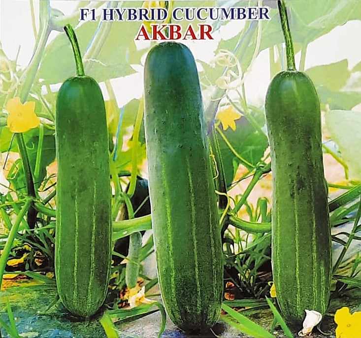 IRIS HYBRID VEGETABLE SEEDS F1 HYBRID CUCUMBER AKBAR