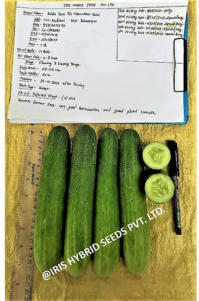 IRIS HYBRID VEGETABLE SEEDS F1 HYBRID CUCUMBER AKBAR