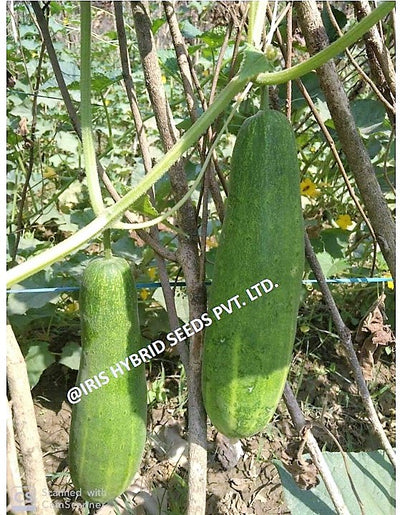 IRIS HYBRID VEGETABLE SEEDS F1 HYBRID CUCUMBER AKBAR