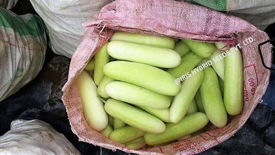 IRIS HYBRID VEGETABLE SEEDS F1 HYBRID CUCUMBER GANESHA