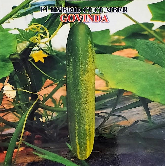 IRIS HYBRID VEGETABLE SEEDS F1 HYBRID CUCUMBER GOVINDA