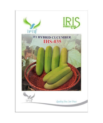 IRIS HYBRID VEGETABLE SEEDS F1 HYBRID CUCUMBER IHS-035