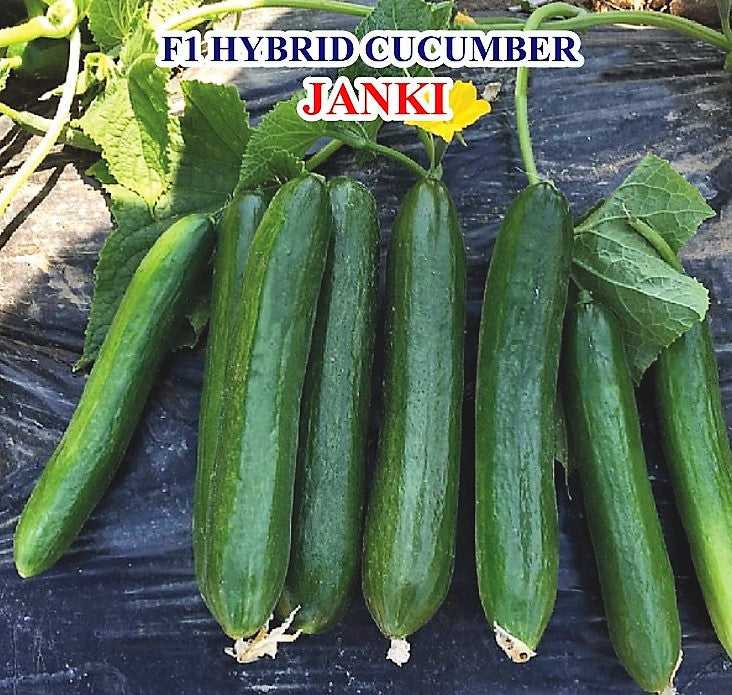 IRIS HYBRID VEGETABLE SEEDS F1 HYBRID CUCUMBER JANKI