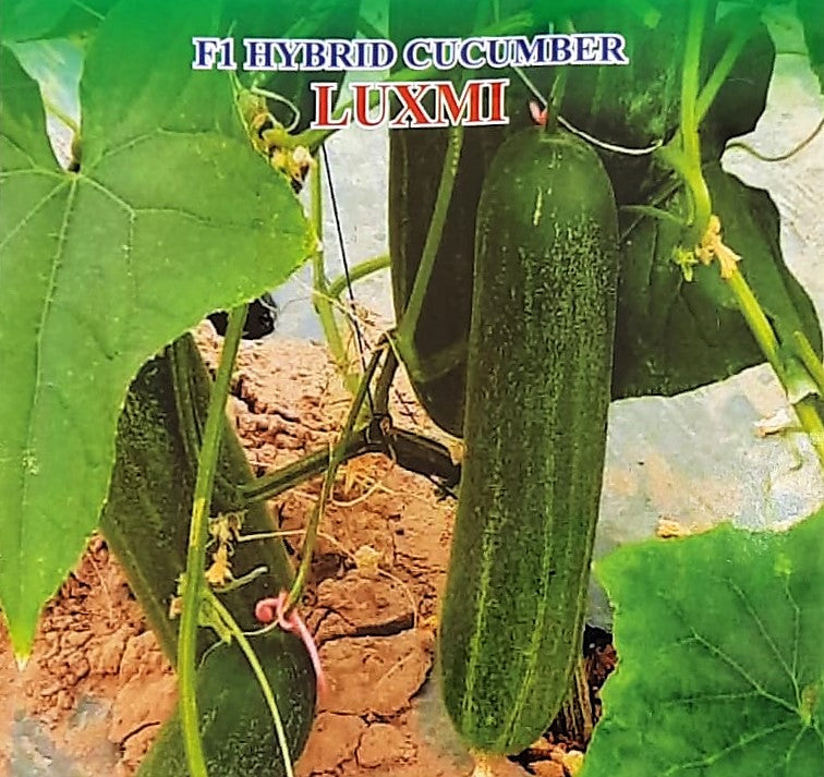 IRIS HYBRID VEGETABLE SEEDS F1 HYBRID CUCUMBER LUXMI