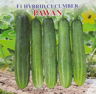 IRIS HYBRID VEGETABLE SEEDS F1 HYBRID CUCUMBER PAWAN