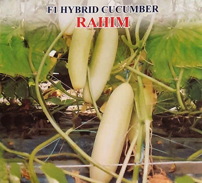 IRIS HYBRID VEGETABLE SEEDS F1 HYBRID CUCUMBER RAHIM