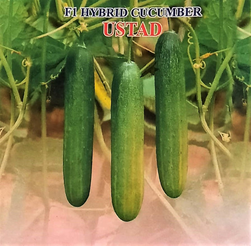 IRIS HYBRID VEGETABLE SEEDS F1 HYBRID CUCUMBER USTAD