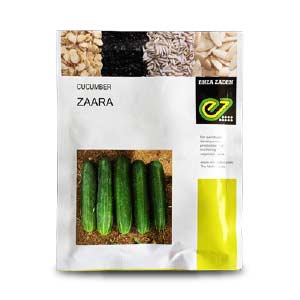 ZAARA F1 CUCUMBER