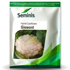 GIEWONT CAULIFLOWER