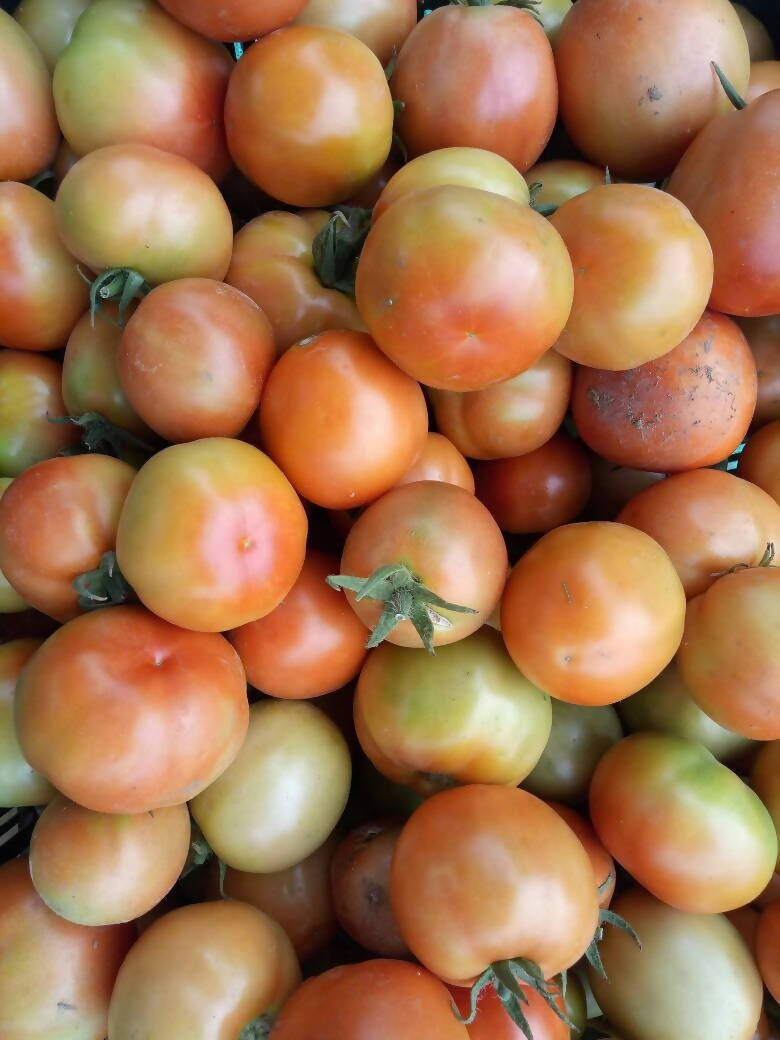 SHINE ORION F1 HYBRID TOMATO SEEDS