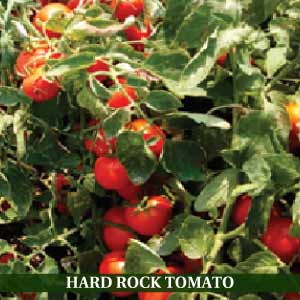 SYNGENTA HARD ROCK TOMATO SEEDS