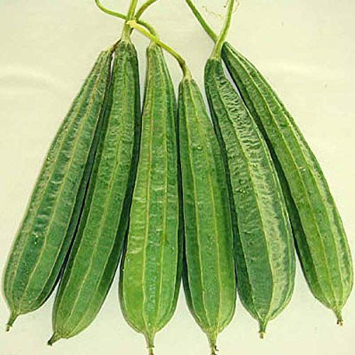 IRIS HYBRID VEGETABLE SEEDS RIDGE GOURD