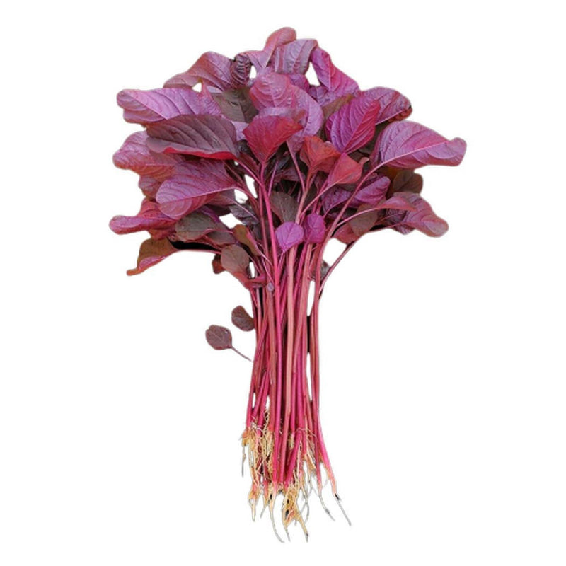 IRIS HYBRID OP AMARANTHUS RED VEGETABLE SEEDS