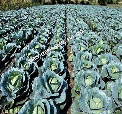 IRIS HYBRID VEGETABLE SEEDS F1 HYBRID CABBAGE IHS-801