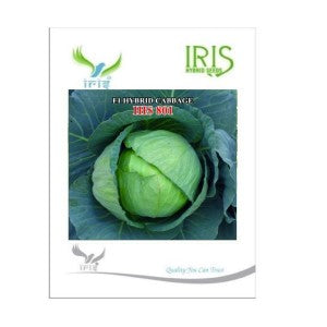 IRIS HYBRID VEGETABLE SEEDS F1 HYBRID CABBAGE IHS-801