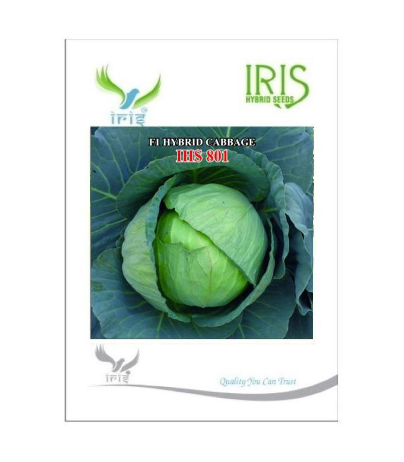 IRIS HYBRID VEGETABLE SEEDS F1 HYBRID CABBAGE IHS-801