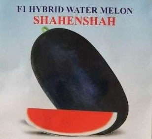 IRIS HYBRID FRUIT SEEDS WATERMELON - SHAHENSHAH