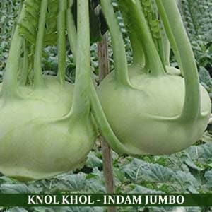 INDAM JUMBO KNOL KHOL