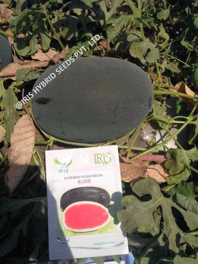 IRIS HYBRID WATERMELON FRUIT SEEDS KABIR - ICE BOX SEGMENT