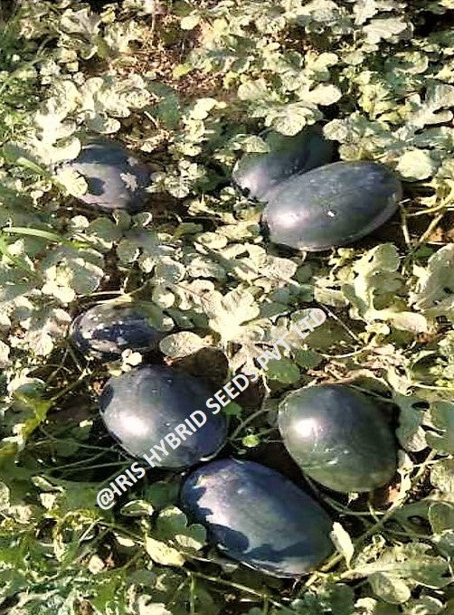 IRIS HYBRID FRUIT SEEDS WATERMELON KUBER - SUGAR BABY TYPE SEEDS