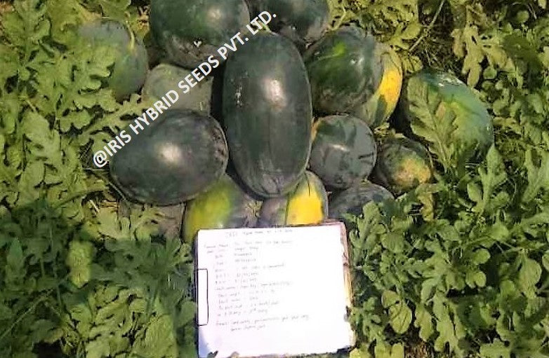 IRIS HYBRID FRUIT SEEDS WATERMELON KUBER - SUGAR BABY TYPE SEEDS