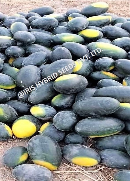 IRIS HYBRID FRUIT SEEDS WATERMELON KUBER - SUGAR BABY TYPE SEEDS