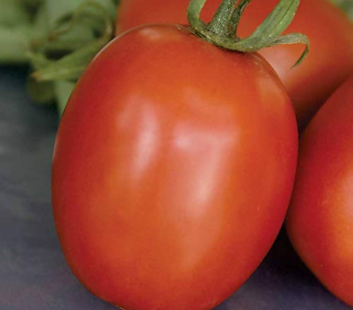 INDUS TOMATO 106 F1 HYBRID SEEDS