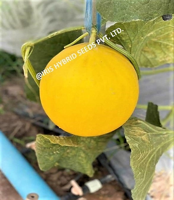 IRIS HYBRID FRUIT SEEDS MUSK MELON GOLDY-09