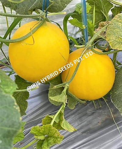 IRIS HYBRID FRUIT SEEDS MUSK MELON GOLDY-09