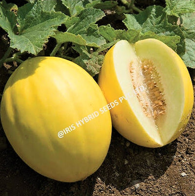 IRIS HYBRID FRUIT SEEDS MUSK MELON GOLDY-09