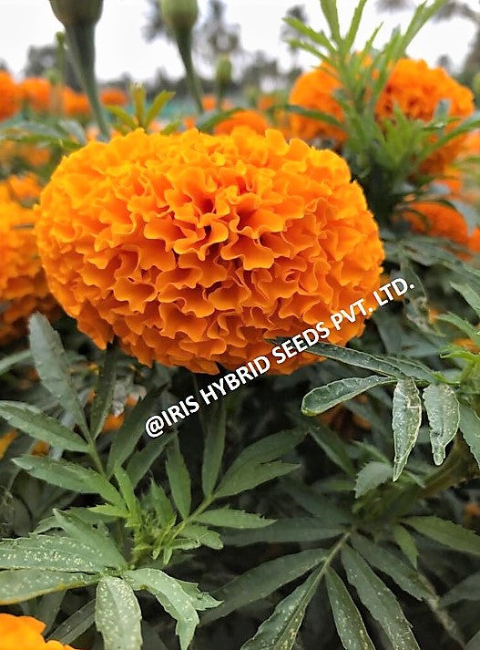 FLOWER SEEDS F1 HYBRID MARIGOLD ORANGE IHS-786