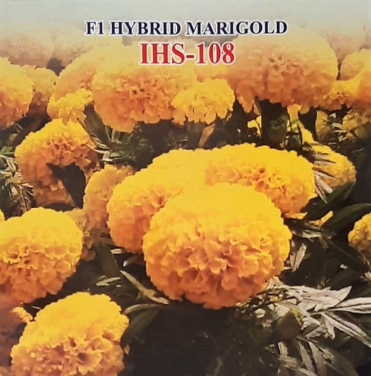 IRIS HYBRID FLOWER SEEDS F1 HYBRID MARIGOLD YELLOW IHS-108