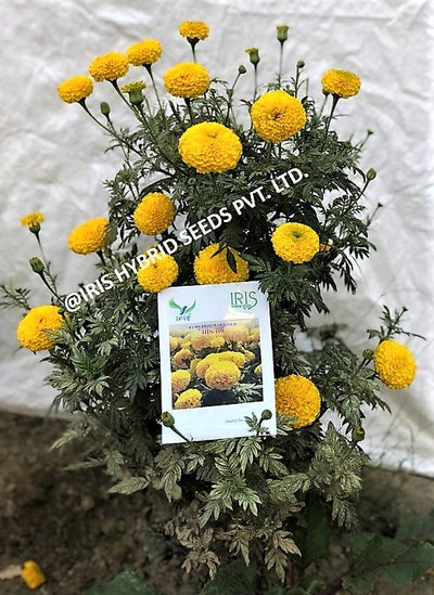 IRIS HYBRID FLOWER SEEDS F1 HYBRID MARIGOLD YELLOW IHS-108