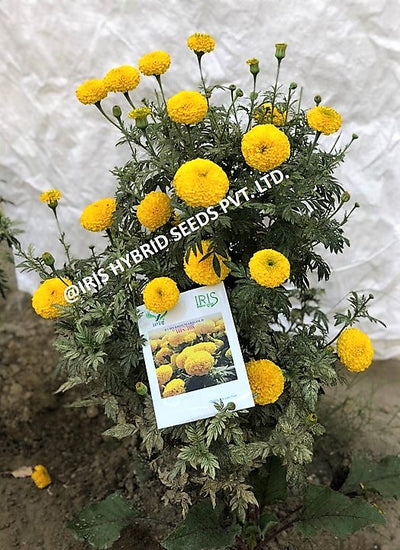 IRIS HYBRID FLOWER SEEDS F1 HYBRID MARIGOLD YELLOW IHS-108