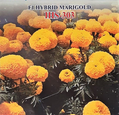 IRIS HYBRID FLOWER SEEDS F1 HYBRID MARIGOLD YELLOW IHS-303