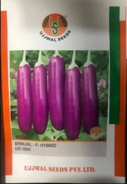 UJJWAL BRINJAL US 1004 F1 SEEDS