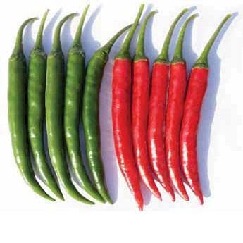 HP5424 CHILLI SEEDS