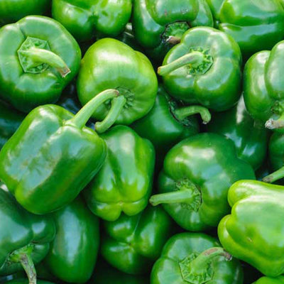 VEGETABLE SEEDS GREEN CAPSICUM