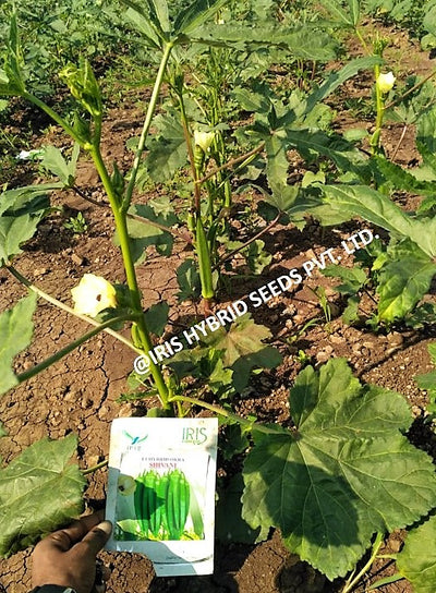 IRIS HYBRID VEGETABLE SEEDS F1 HYBRID OKRA SHIVANI