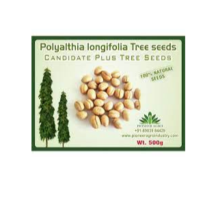 POLYALTHIA LONGIFOLIA TREE SEED