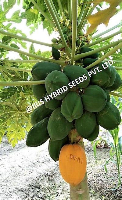 IRIS HYBRID FRUIT SEEDS PAPAYA RC-217