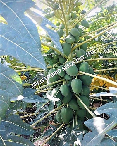 IRIS HYBRID FRUIT SEEDS PAPAYA RC-217