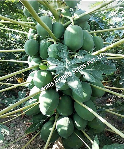 IRIS HYBRID FRUIT SEEDS PAPAYA RC-217